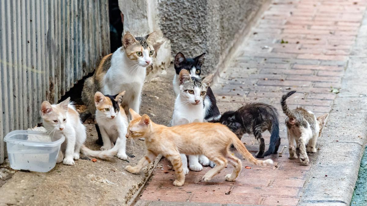 proliferación de colonias felinas